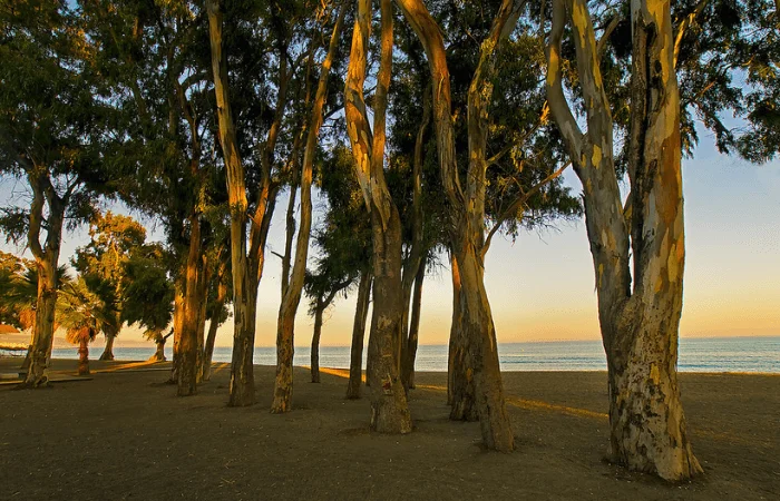 Beach Proximity San Pedro de Alcantara